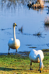 Whooper swans at a lakeshore a sunny spring day