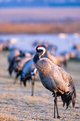 Crane in morning light by a lake