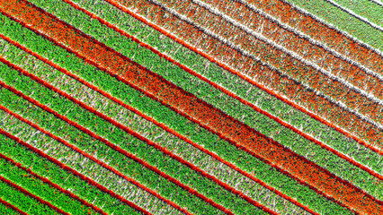 Aerial drone view of tulip flowers fields background in spring season, bulbfields and tulips blossoming in springtime, traditional dutch agriculture landscape, Lisse, South Holland, the Netherlands