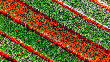 Aerial drone view of tulip flowers fields background in spring season, bulbfields and tulips blossoming in springtime, traditional dutch agriculture landscape, Lisse, South Holland, the Netherlands
