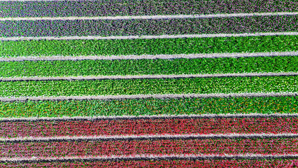 Aerial drone view of tulip flowers fields background in spring season, bulbfields and tulips blossoming in springtime, traditional dutch agriculture landscape, Lisse, South Holland, the Netherlands
