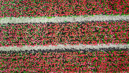 Aerial drone view of tulip flowers fields background in spring season, bulbfields and tulips blossoming in springtime, traditional dutch agriculture landscape, Lisse, South Holland, the Netherlands