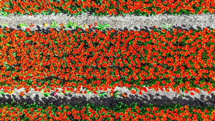 Aerial drone view of tulip flowers fields background in spring season, bulbfields and tulips blossoming in springtime, traditional dutch agriculture landscape, Lisse, South Holland, the Netherlands