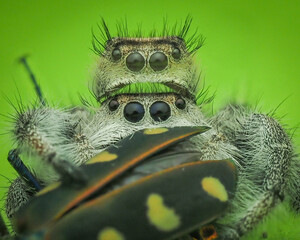 close up of a spider feather