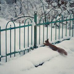 A small squirrel with a bushy tail holds a nut near a snowy green fence in winter