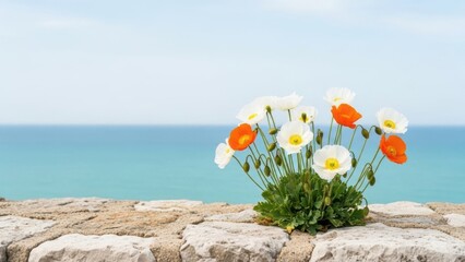 Vibrant orange and white poppies blooming on rocky coastal landscape