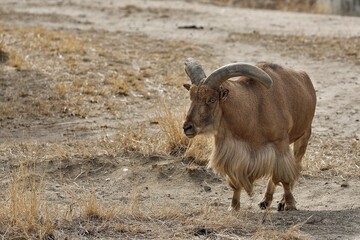 砂地の上に立つバーバリーシープ