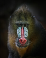 close up of a young baboon