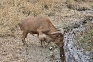 水を飲むオスのバーバリーシープ