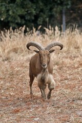 歩いて向かって来るオスのバーバリーシープ