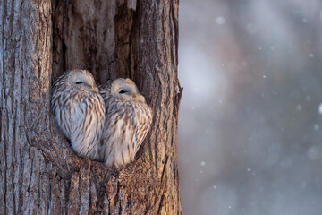 冬のエゾフクロウ