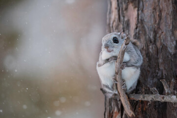 冬のエゾモモンガ