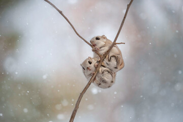 冬のエゾモモンガ