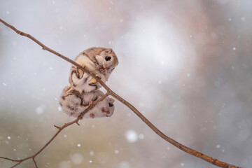 冬のエゾモモンガ