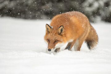 森の中を歩くキタキツネ