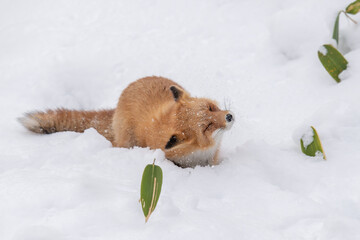 森でたたずむキタキツネ