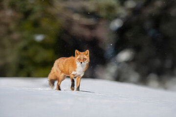 森の中を歩くキタキツネ
