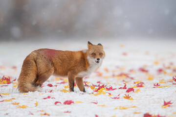 森でたたずむキタキツネ