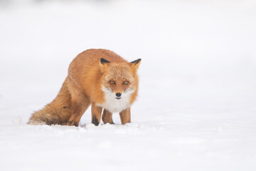森でたたずむキタキツネ