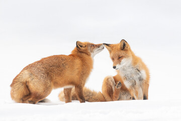 森でたたずむキタキツネの夫婦
