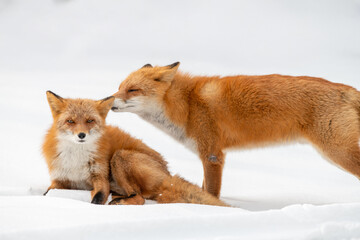 森でたたずむキタキツネの夫婦