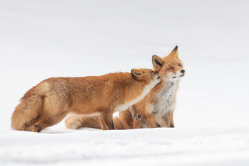 森でたたずむキタキツネの夫婦
