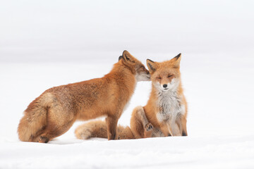森でたたずむキタキツネの夫婦