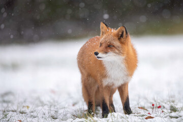 森でたたずむキタキツネ