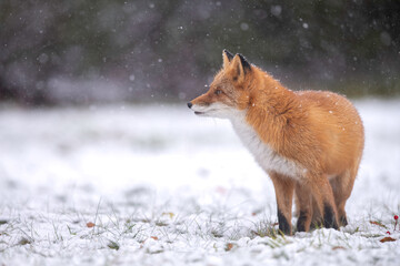 森でたたずむキタキツネ