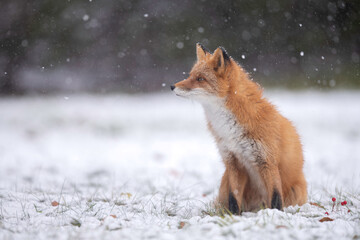 森でたたずむキタキツネ