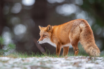森でたたずむキタキツネ