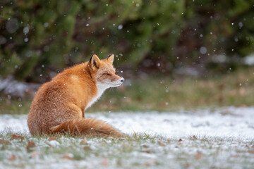 森でたたずむキタキツネ