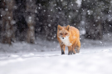 森の中を歩くキタキツネ