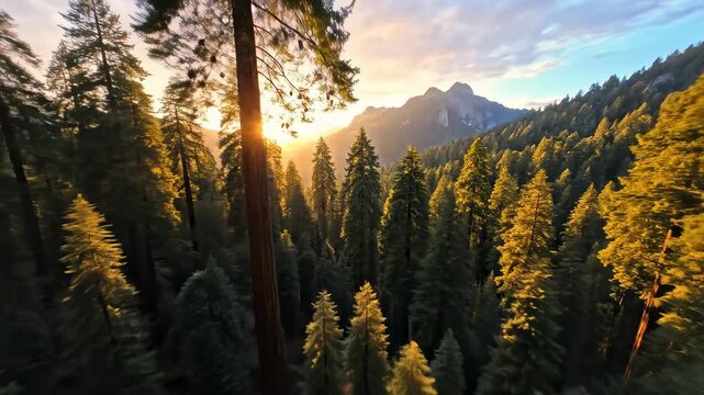 Giant redwood trees stand tall in a sun-drenched forest. Golden light shines through the majestic tree canopy. A serene nature landscape.