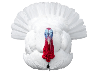  Minimal Flat Lay White Turkey Isolated PNG