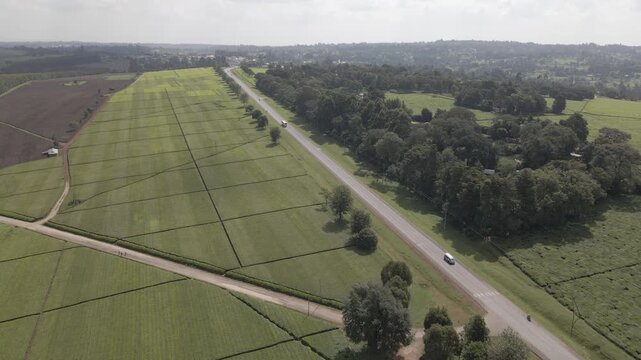 Green Tea Plantation Landscape in Kericho, Kenya Aerial