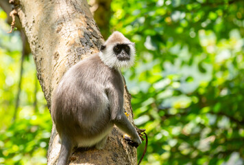 Obraz premium Gray hanuman langurs on a tree. Monkeys in the wild in the jungles of Sri Lanka. Troop of monkeys on trees. Wildlife scene with wild animals.