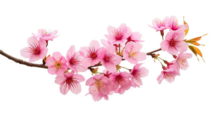 Obraz premium Vibrant pink cherry blossom branch with delicate petals on a black background