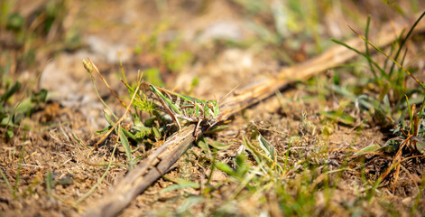 Obraz premium A green grasshopper sits in the grass on a bush. Great marsh grasshopper Stethophyma grossum, an endangered insect typical of wet meadows and marshes.
