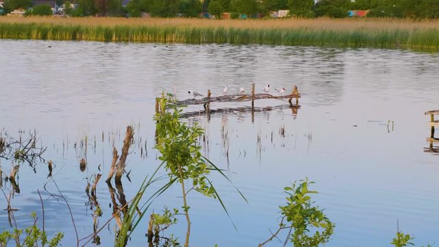 Footage capturing a serene landscape of the Ros River in Ukraine during the evening or morning light. The riverbank is lined with tall reeds and various aquatic plants. Several small birds, likely gul