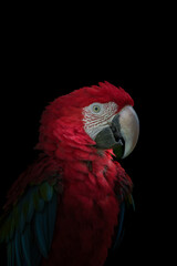 red and green macaw