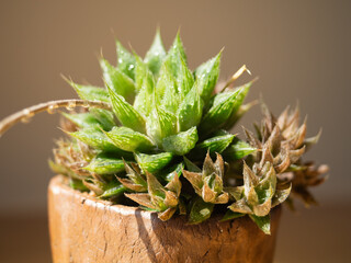 aloe vera hybrid succulent cactus plant desert green tree pot garden houseplant lifestyle nature beautiful natural flower floral summer fresh tropical growth thorn decoration background selected focus