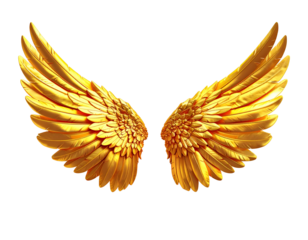 Shiny, golden feathered wings against a stark black background