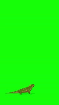 Cartoon Iguana or Comodo Dragon on Green Screen Background. 2D animation 4K Vertical video