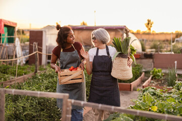 Women harvesting organic vegetables in community garden