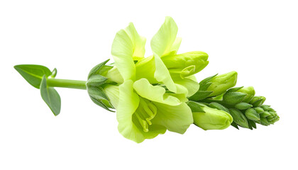 Close Up of a Green Flower with Buds on a Transparent Background