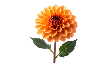 Close-Up of a Vibrant Orange Dahlia Flower with Green Leaves Isolated on Black Background