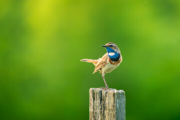 Beautiful small songbird with bright blue throat stands in expressive pose, tail cocked up. Male of Bluethroat bird or Luscinia svecica perched on wooden post on green blurred background. Copy space
