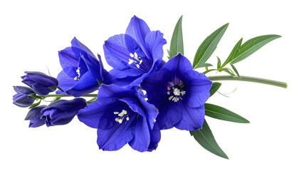 Close Up of Blue Delphinium Flowers on Black Background with Green Leaves and White Details