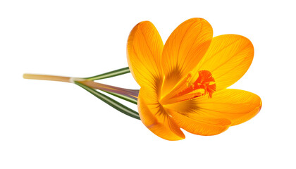 Close Up of Bright Orange Crocus Flower Blooming on Black Background Isolated